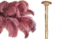 Ostrich Feather Chandelier